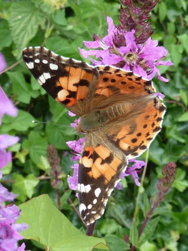 Réf. 207 881 : Vanessa cardui